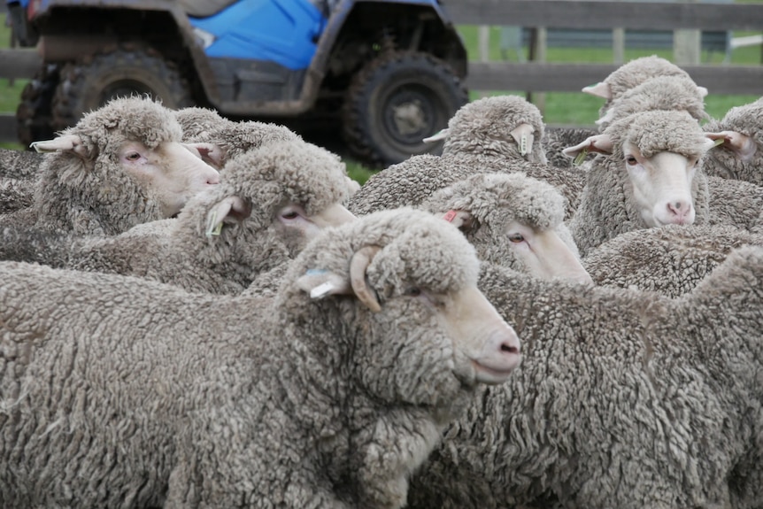 A flock of fluffy sheep stand together in a green paddock. 