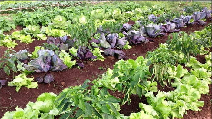 vegetable garden