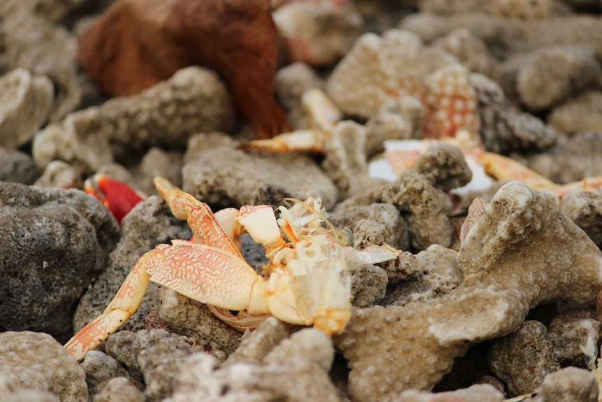 Close up of the chewed-out remains of a crab lying on top of coral rubble.