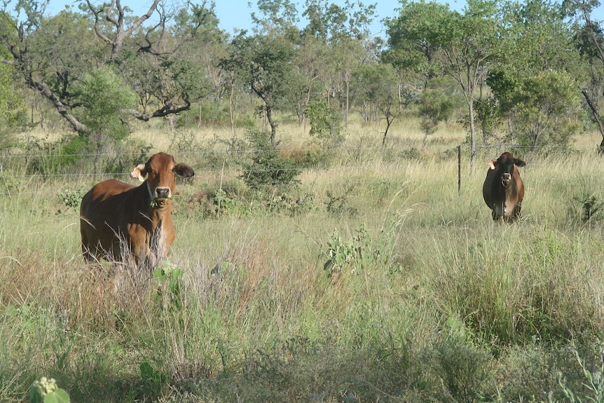 Some cattle graze on the native grasses at Hogdson River Station