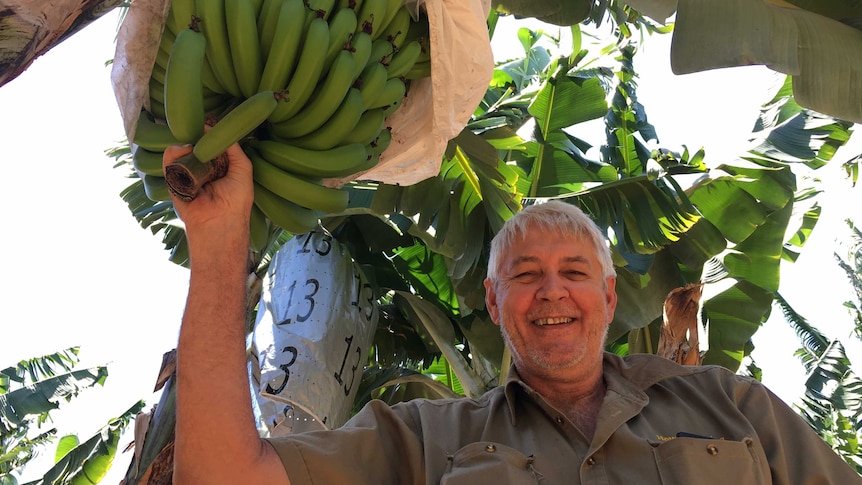 A banana grower stands beneath a large, green bunch of banana under a protective bag on the tree