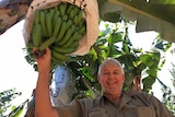 A banana grower stands beneath a large, green bunch of banana under a protective bag on the tree