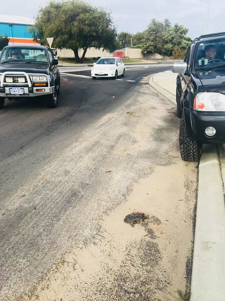 A dead turtle on the side of a street, surrounded by cars