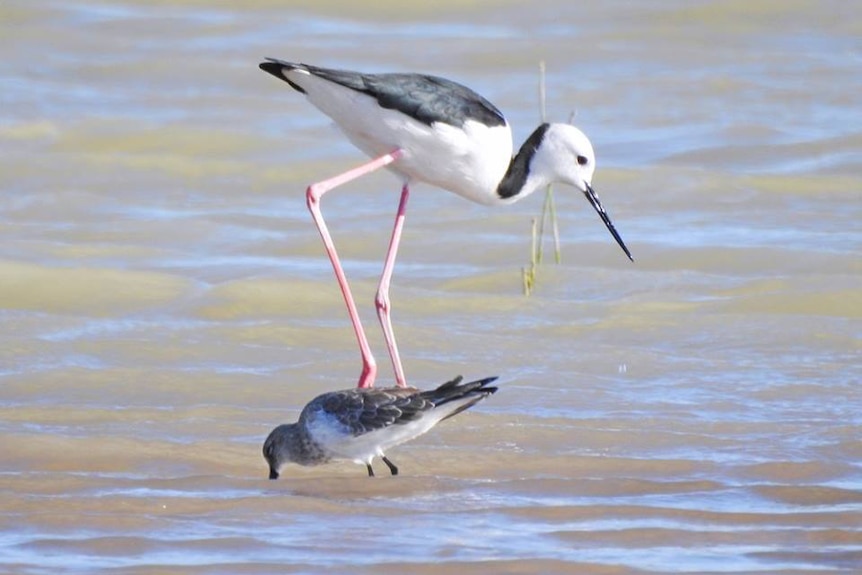 A large and a small bird, each with a long beak and long legs walk through shallow water.