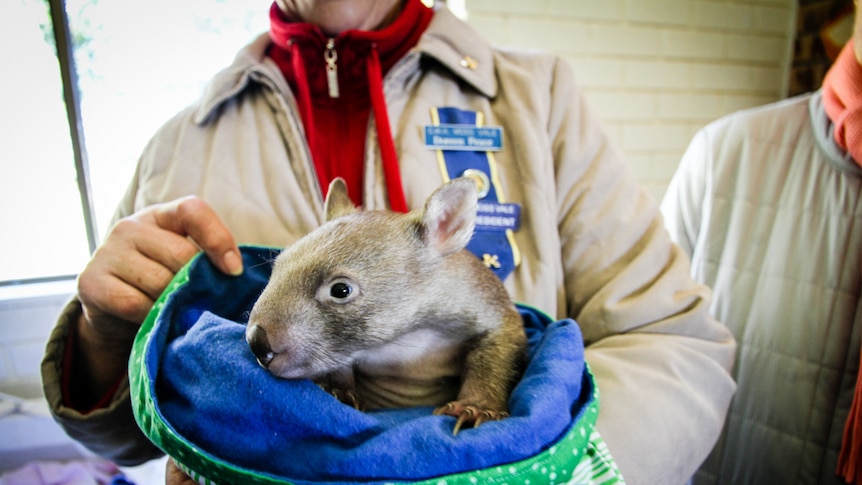 A baby wombat in a pouch provided by Mossvale CWA