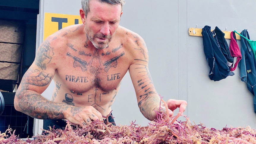 A man stands bare chested learning over a pile of purple seaweed sorting it. 
