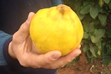 Bright yellow quince in farmer's hand.