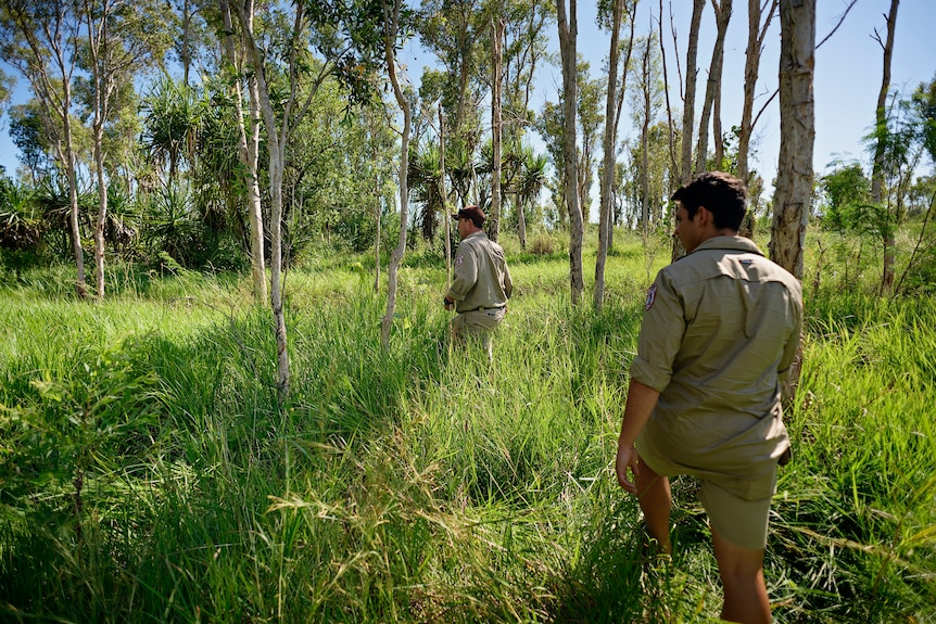 Rangers walk through grassy bushland.