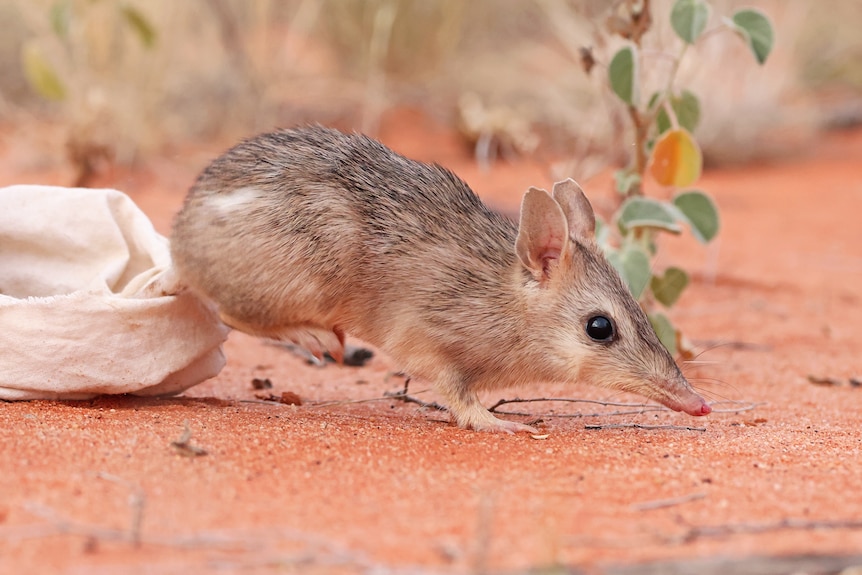 A bandicoot steps out of a bag on to red outback dirt