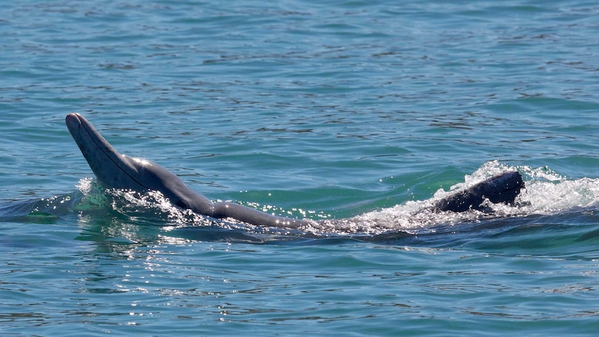 An adult male humpback dolphin adopts a banana pose.