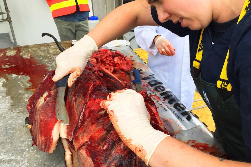 Tasmanian student dissecting a dolphin.
