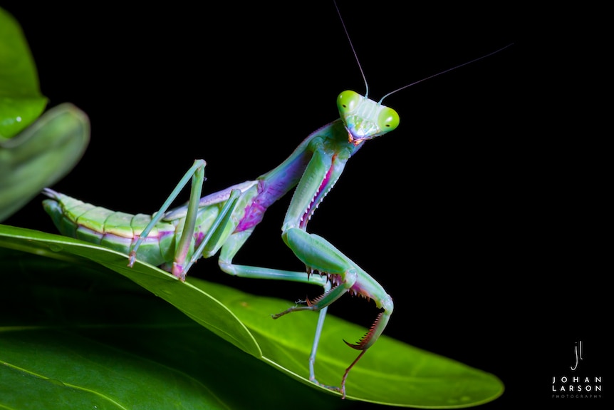 Colourful insect on leaf from canopy of Australian rainforest