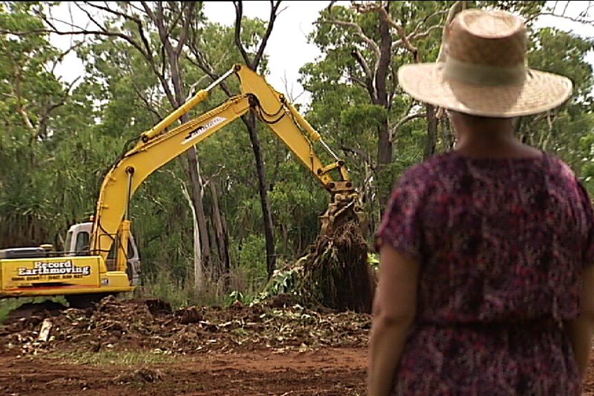 Machinery works to dig up banana crop as a woman watches on