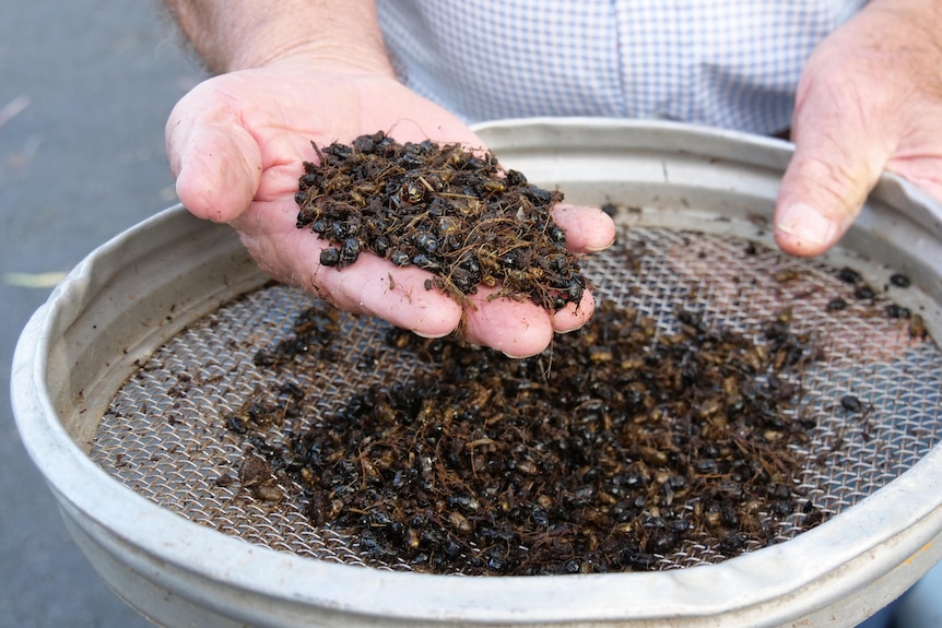 A close-up of a man holding dung beetles in his hand. 