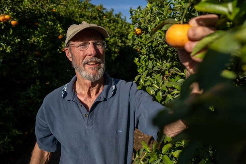 A man with a beard in a cap and polo shirt examines a tangerine on a tree