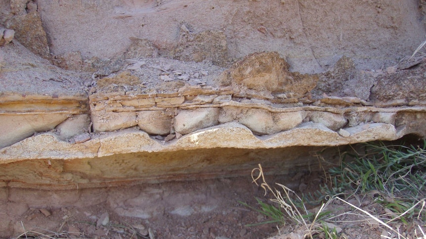 A fossil has been taken from the Hallett Cove Conservation Park.