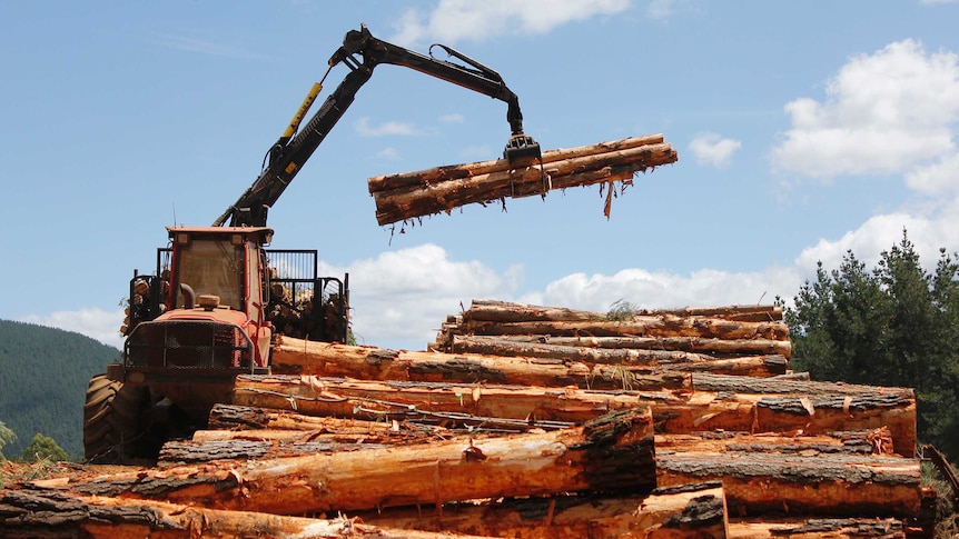 The harvested logs being stacked ready for collection