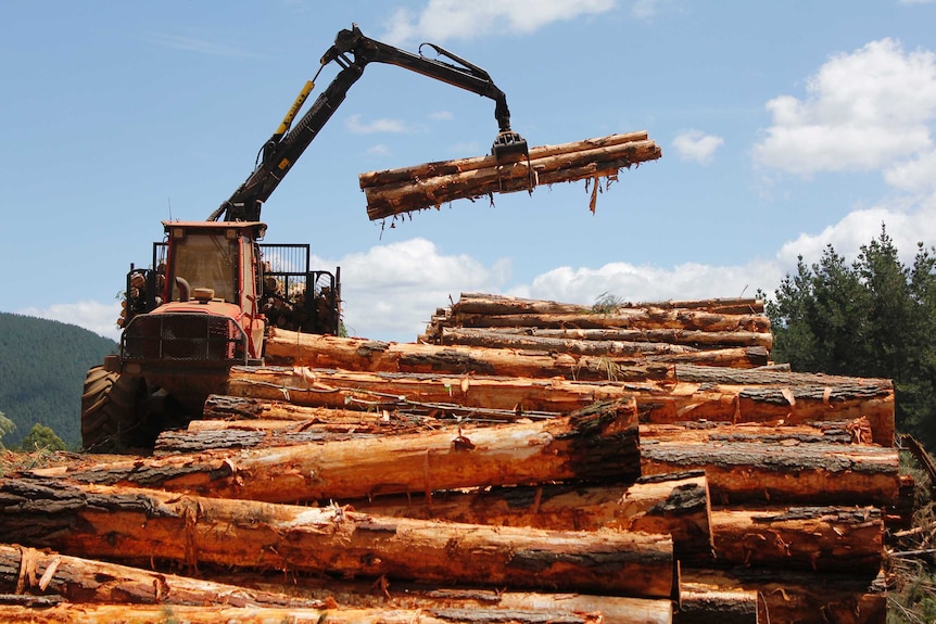 The harvested logs being stacked ready for collection