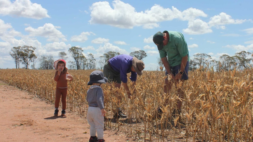 A family looking at crops.