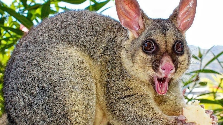 A possum seemingly surprised with its eyes wide.