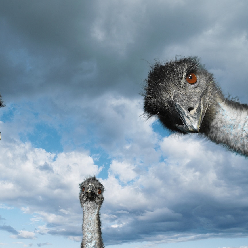 Image of 3 emus looking down at the camera from above.