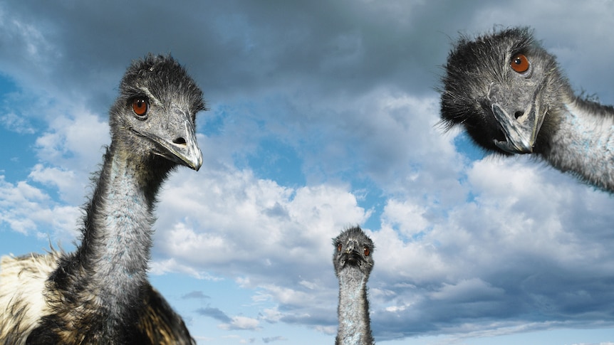 Image of 3 emus looking down at the camera from above.