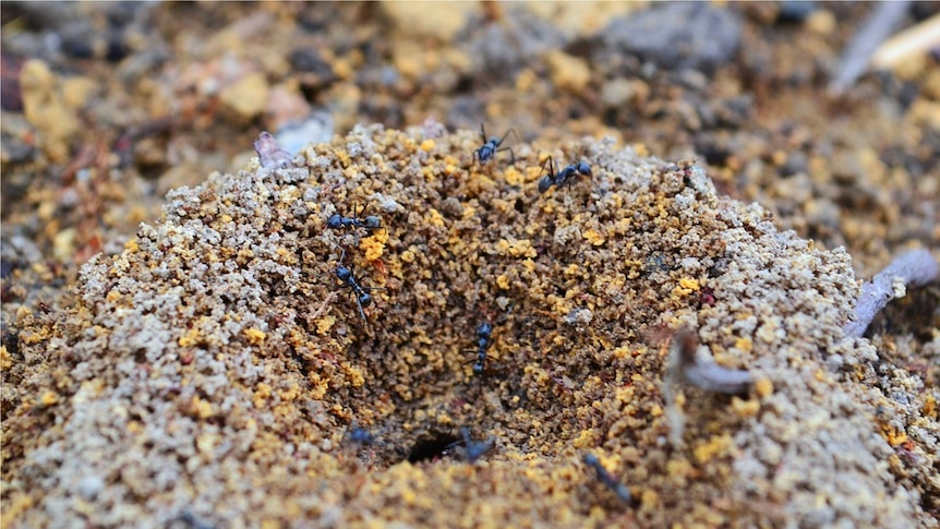 Ants crawl through a mound on the ground
