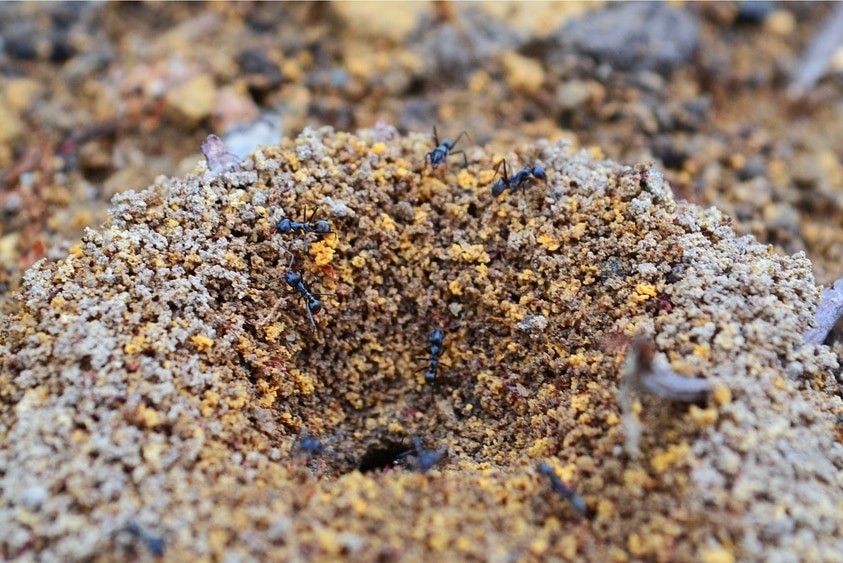 Ants crawl through a mound on the ground