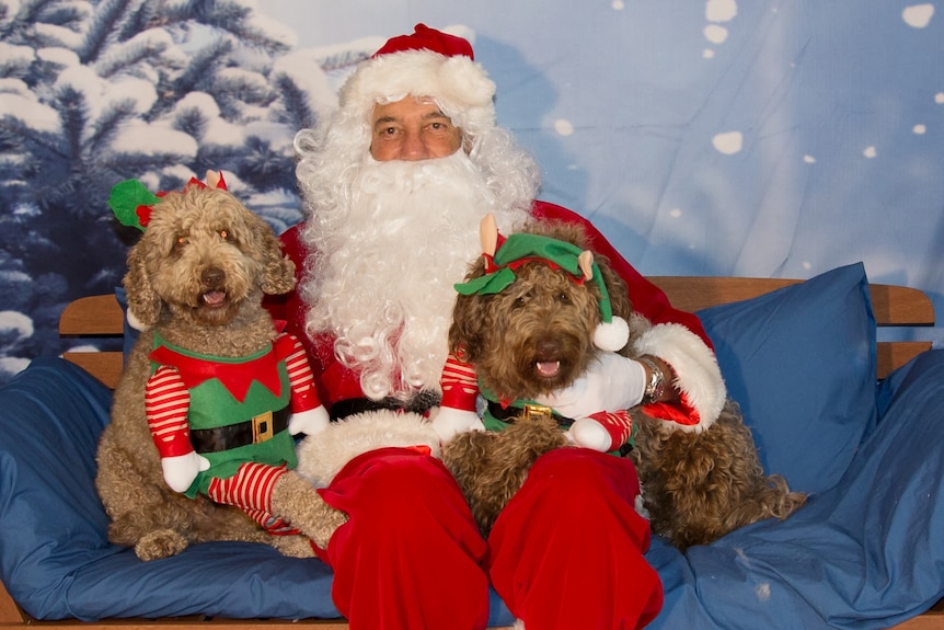 Two dogs dressed in Christmas elf costumes pose for photo with Santa