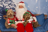 Two dogs dressed in Christmas elf costumes pose for photo with Santa