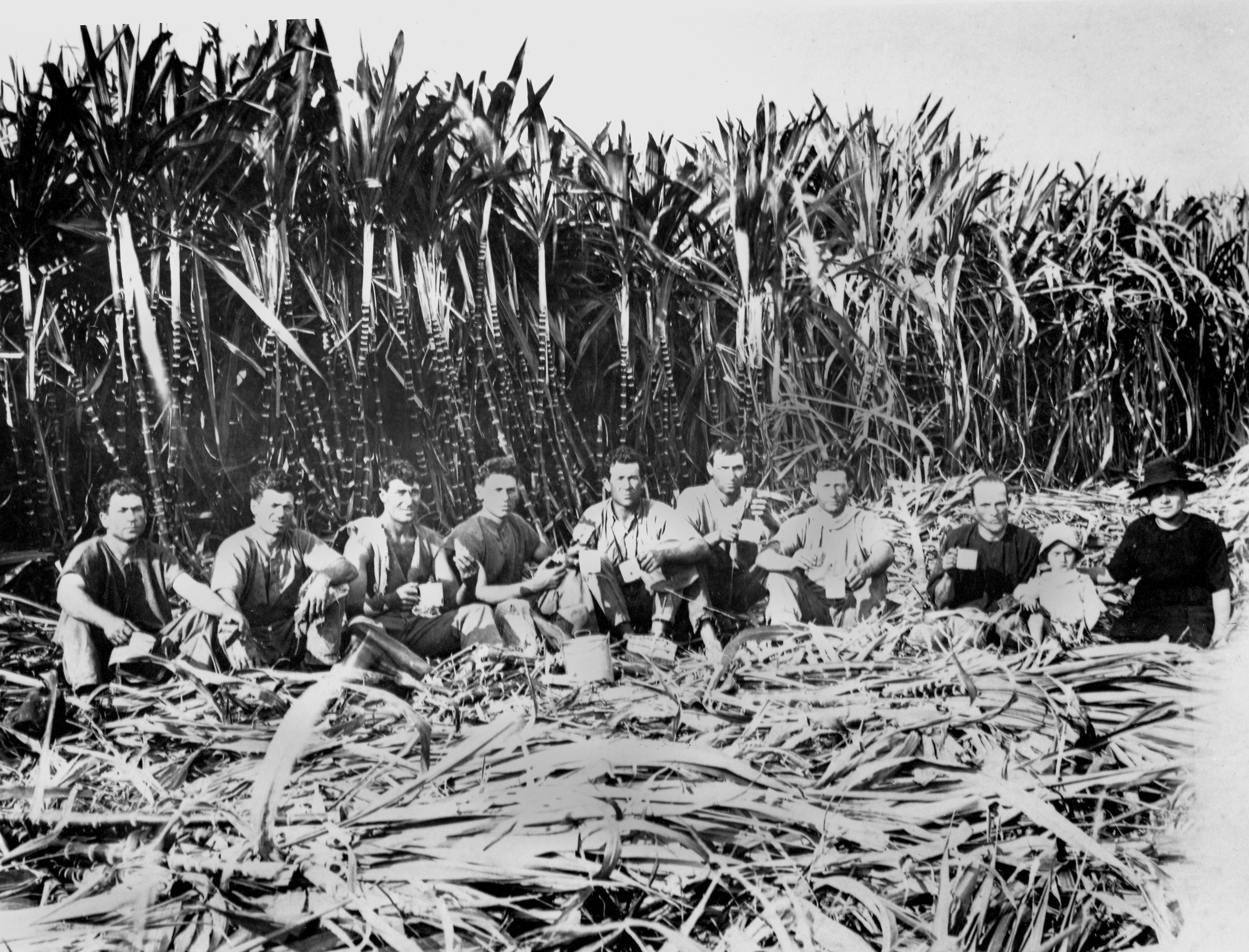 Una fotografía en blanco y negro de hombres frente a una cosecha de caña de azúcar. 