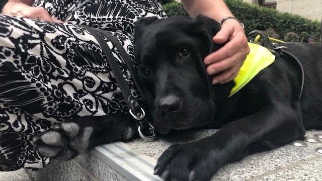 A black Labrador guide dog laying beside its owner