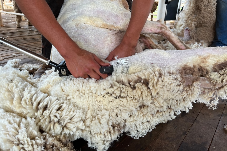 Close up of a person shearing a sheep with clippers