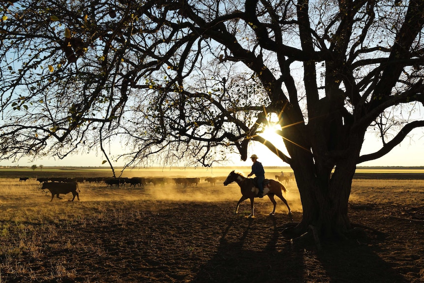 Man rounds up cattle on horseback