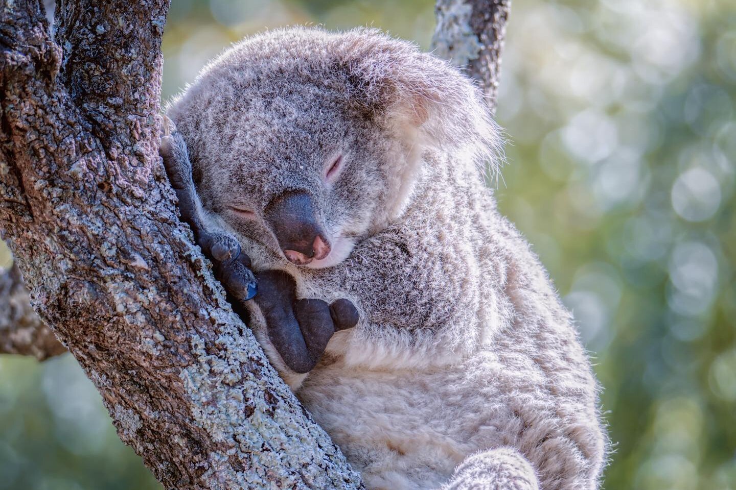 A grey, fluffy koala sleeps on a tree branch. 