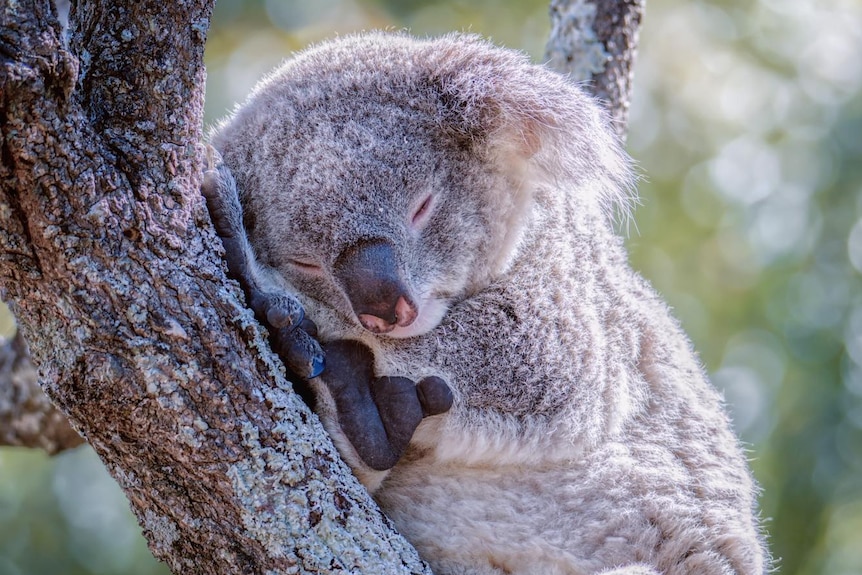 A grey, fluffy koala sleeps on a tree branch. 