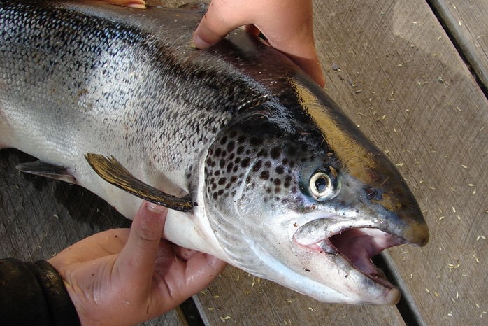 Tasmanian Atlantic salmon