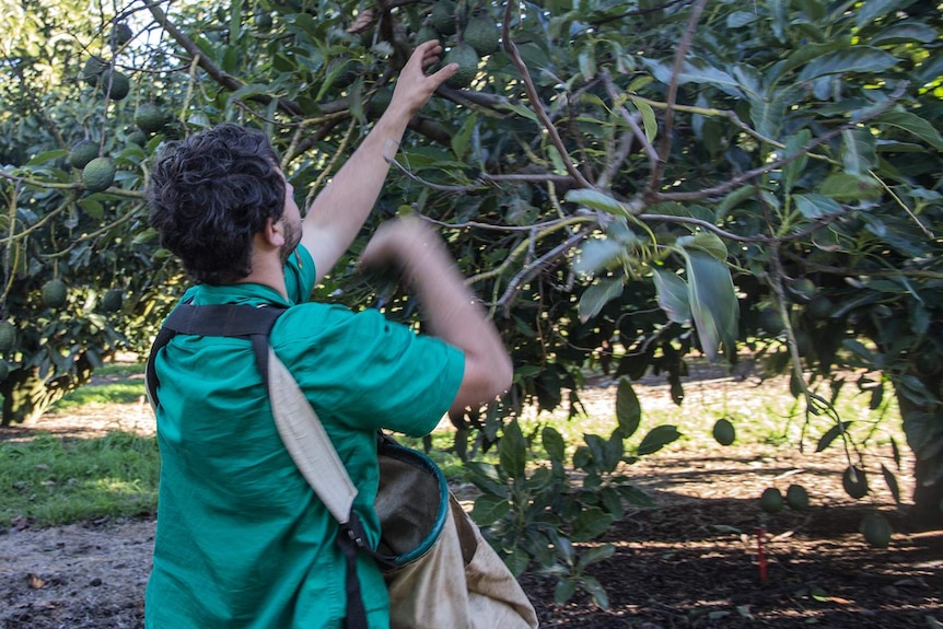A young man reaches up to pick an avocado from the tree