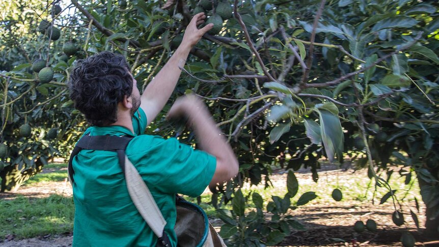 A young man reaches up to pick an avocado from the tree