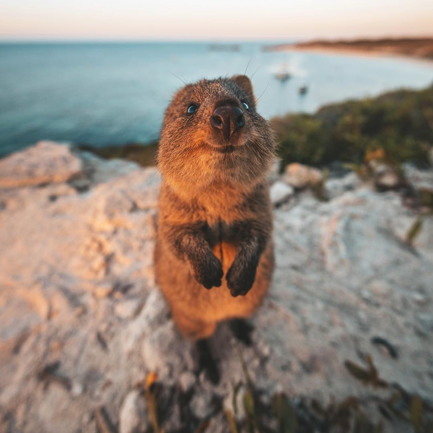 一只短尾矮袋鼠对着镜头微笑，背景是大海。