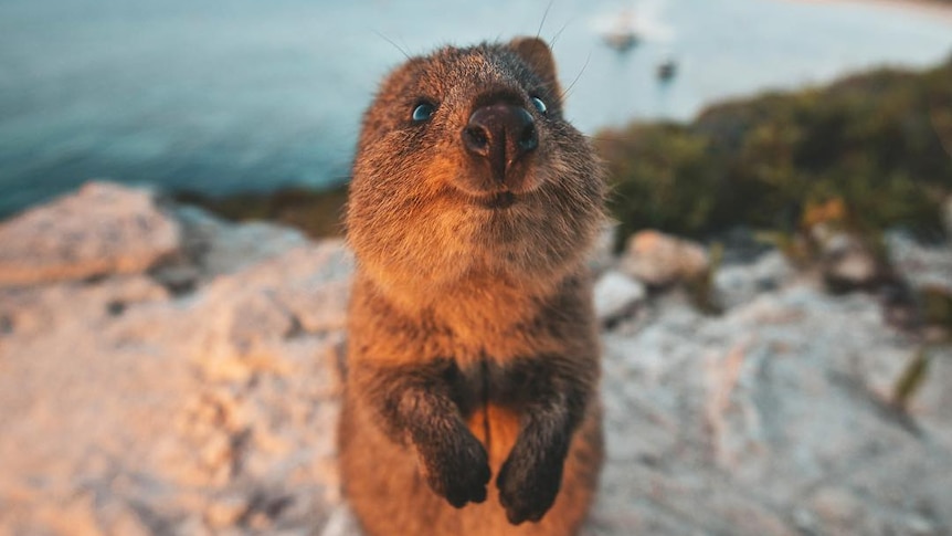 A quokka smiles at the camera, with the ocean in the background.