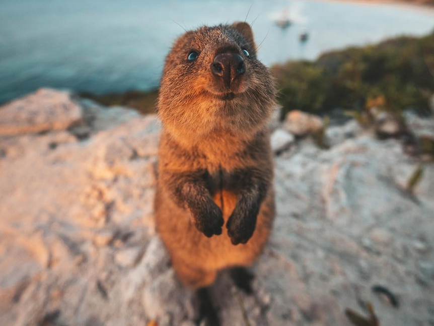 A quokka in orange sunlight.