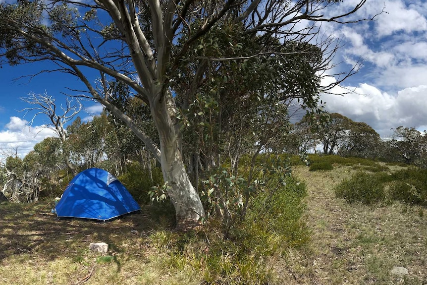 a wide picture of a blue tent on a mountain trop surrounded by trees. A difficult to see path goes through the grassland.