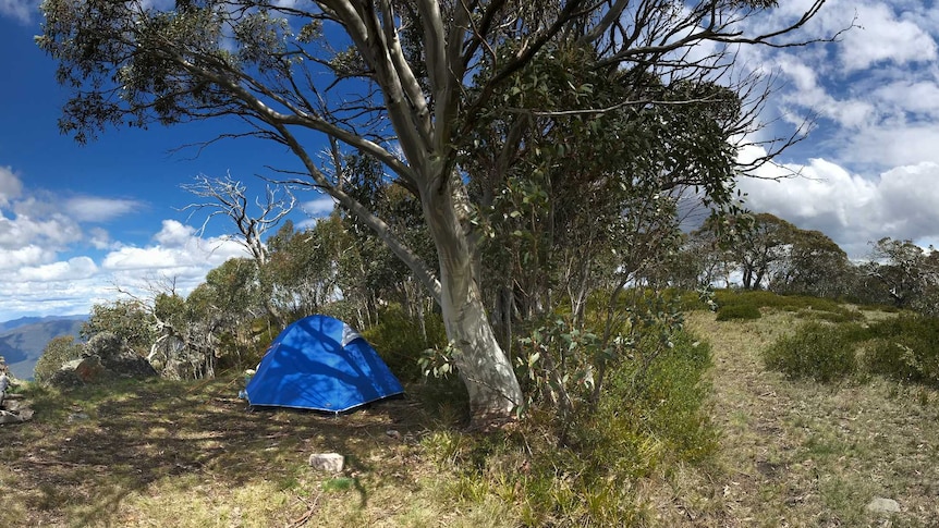 a wide picture of a blue tent on a mountain trop surrounded by trees. A difficult to see path goes through the grassland.