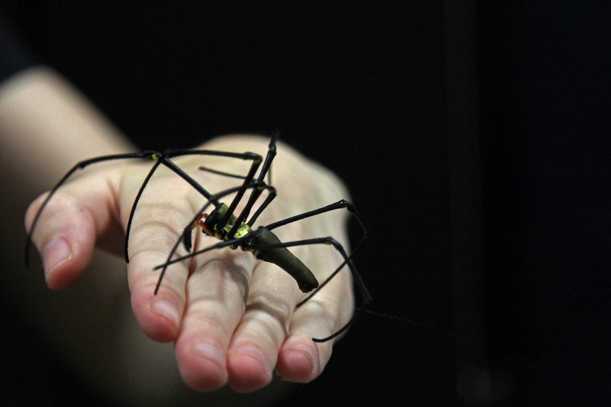 A large golden orb weaver crawls across Caitlin's hand.