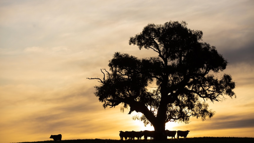  Cattle graze under a tree at sunset