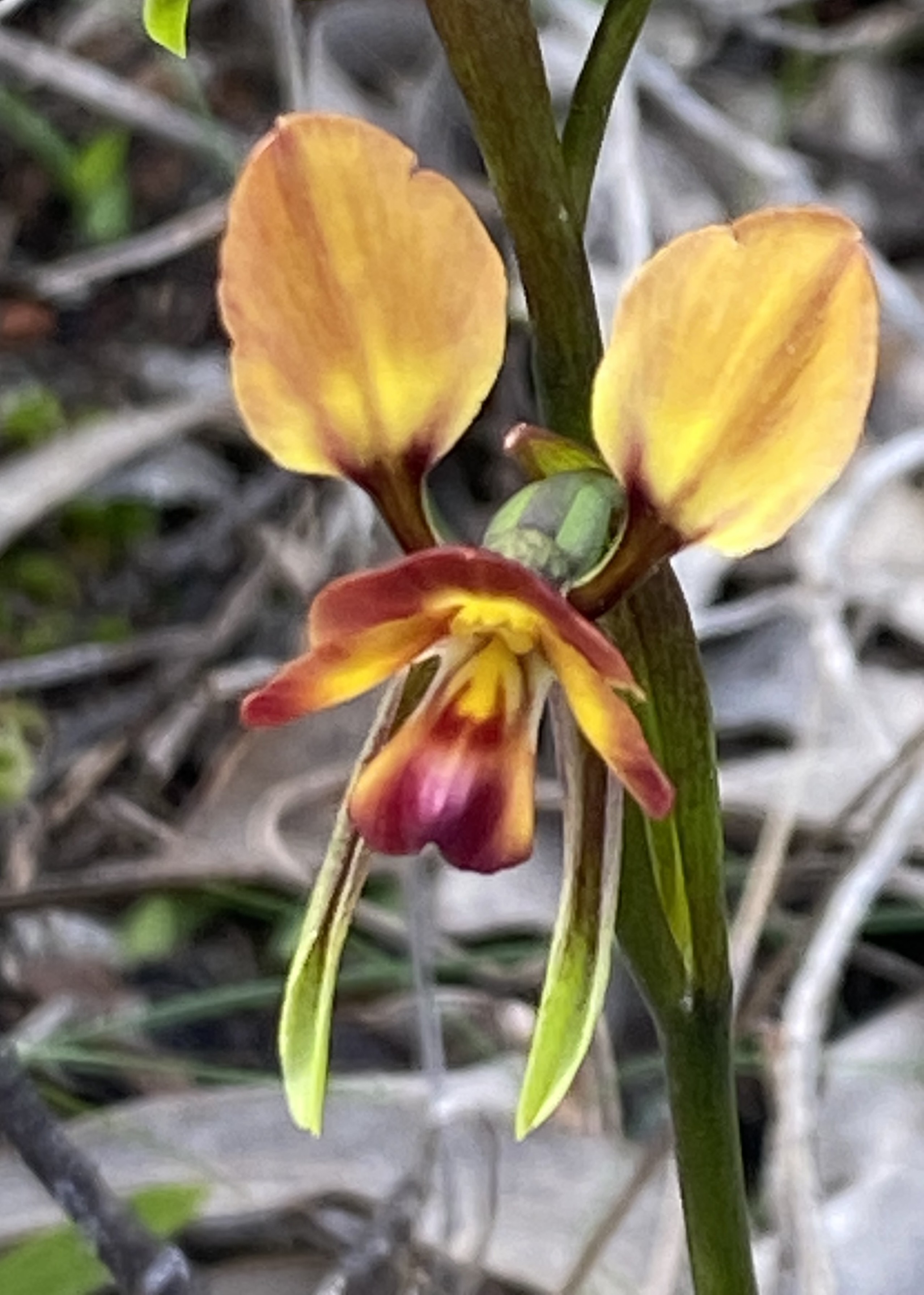 Primer plano de una orquídea amarilla y burdeos en el monte