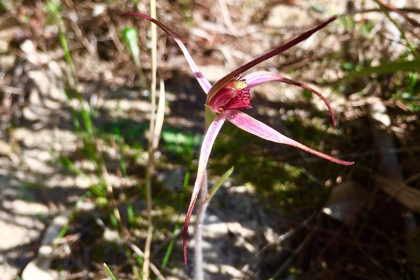 A pink orchid with long, blade-like petals.