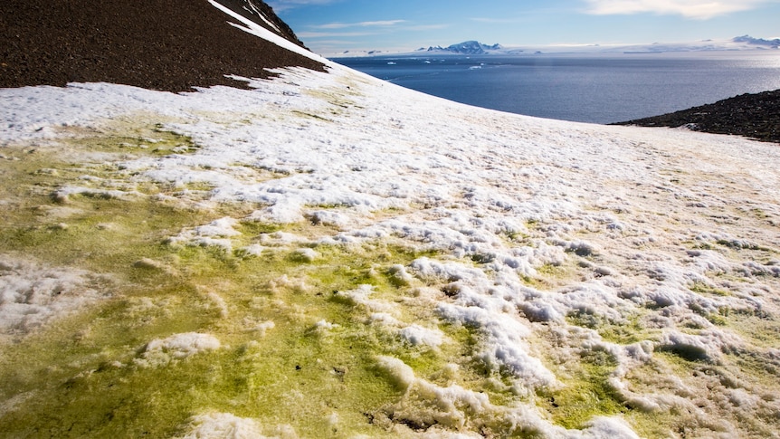Moss on melting ice with Antarctic mountains in the background.