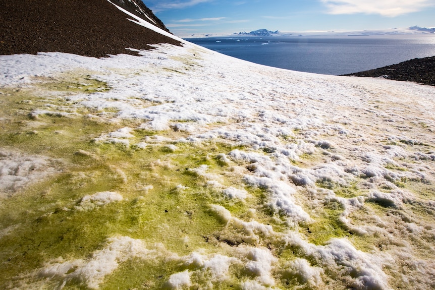 Moss on melting ice with Antarctic mountains in the background.